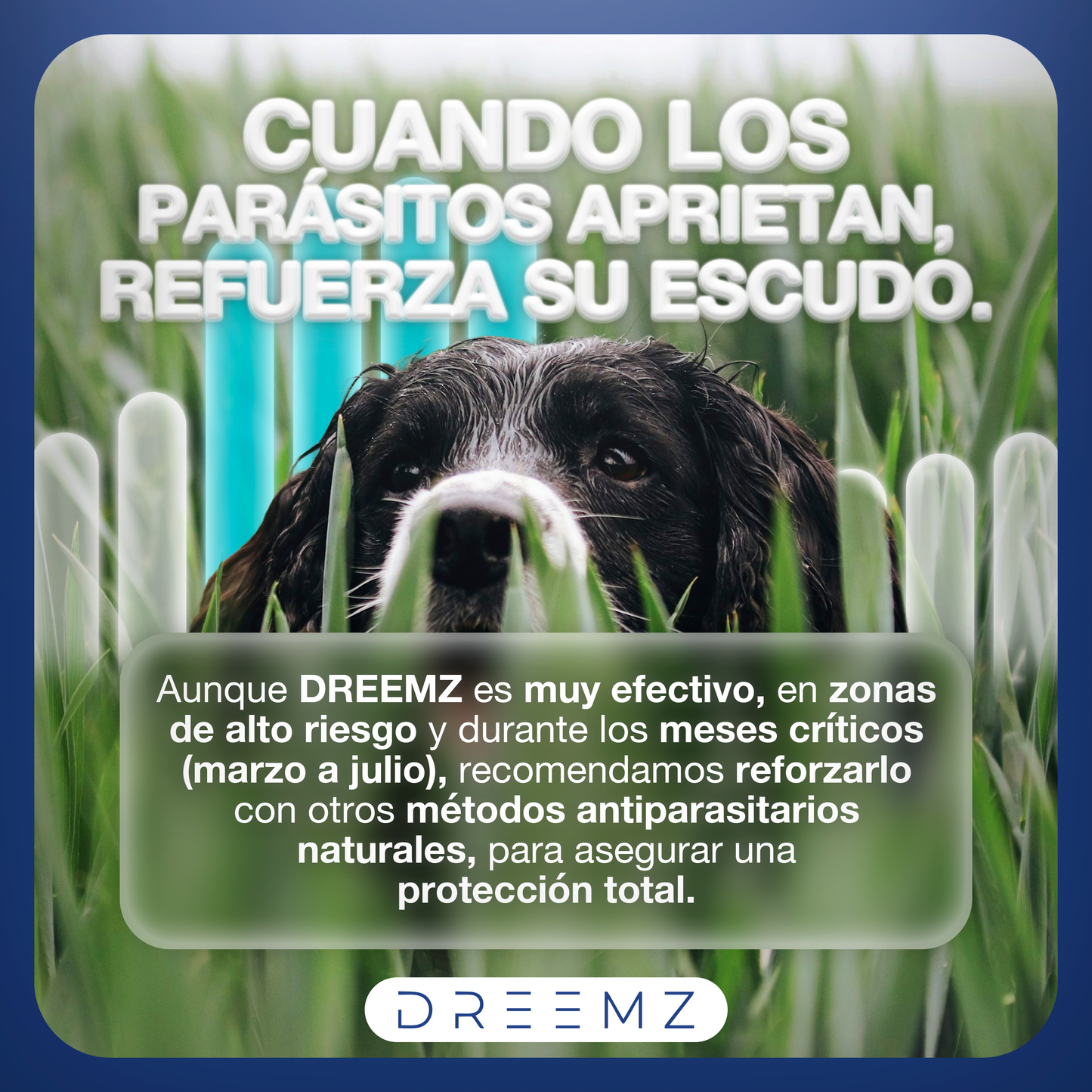 Dreemz - Collar Repelente de Insectos